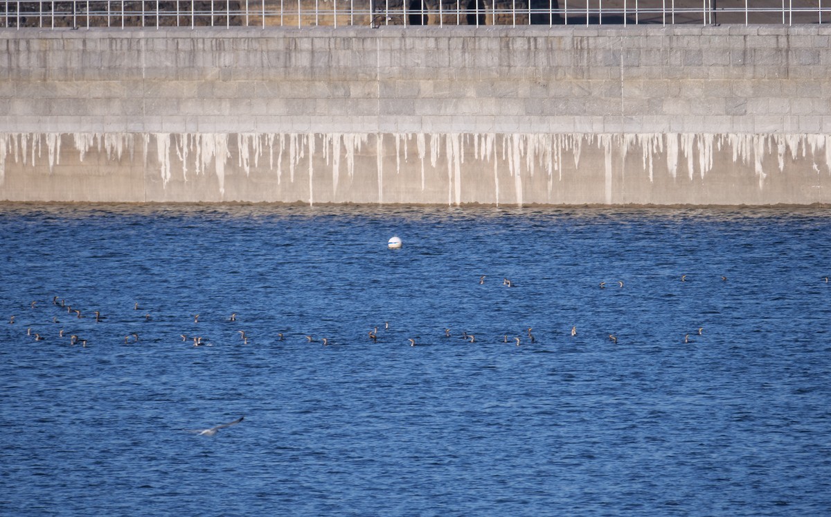 Double-crested Cormorant - ML615500146