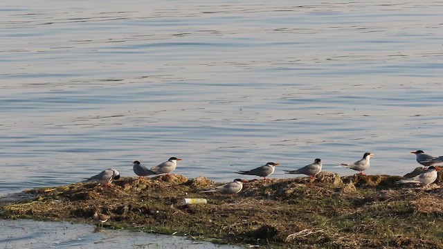 River Tern - ML615500149