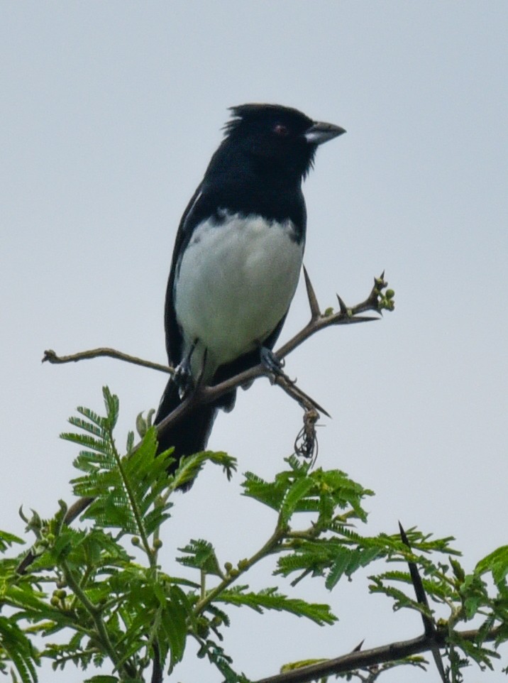 Black-and-white Tanager - Barbara Maytom