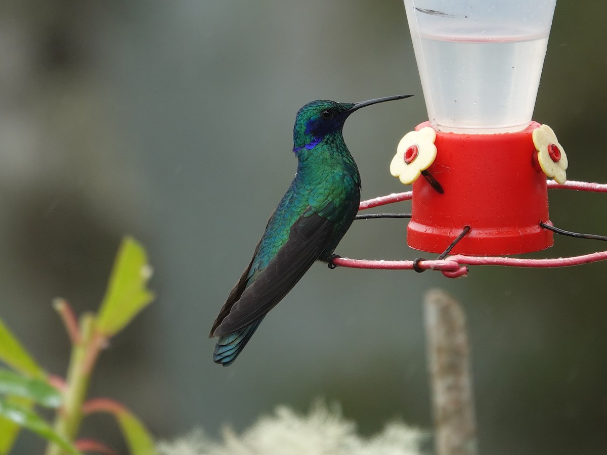 kolibřík modrolící - ML615500166