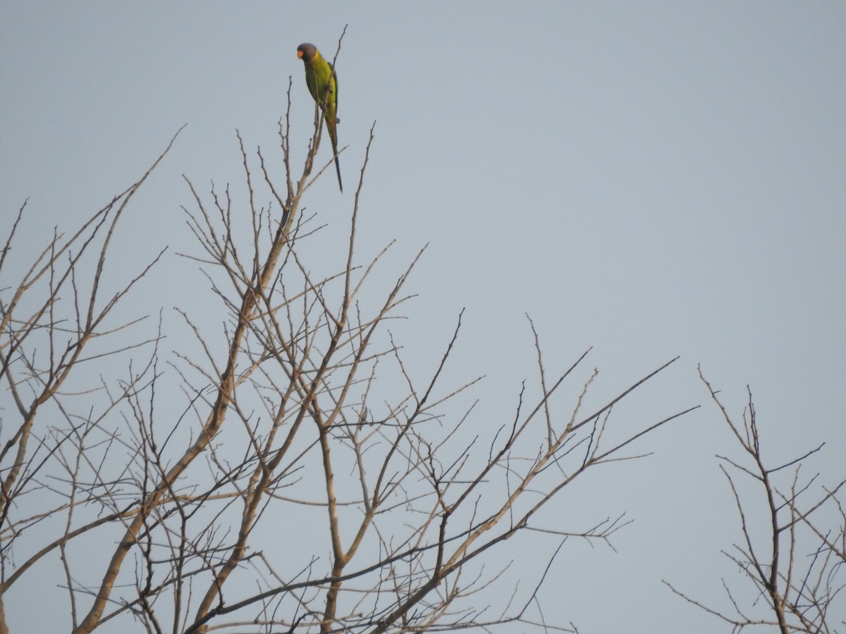 Plum-headed Parakeet - Rajashree Kale