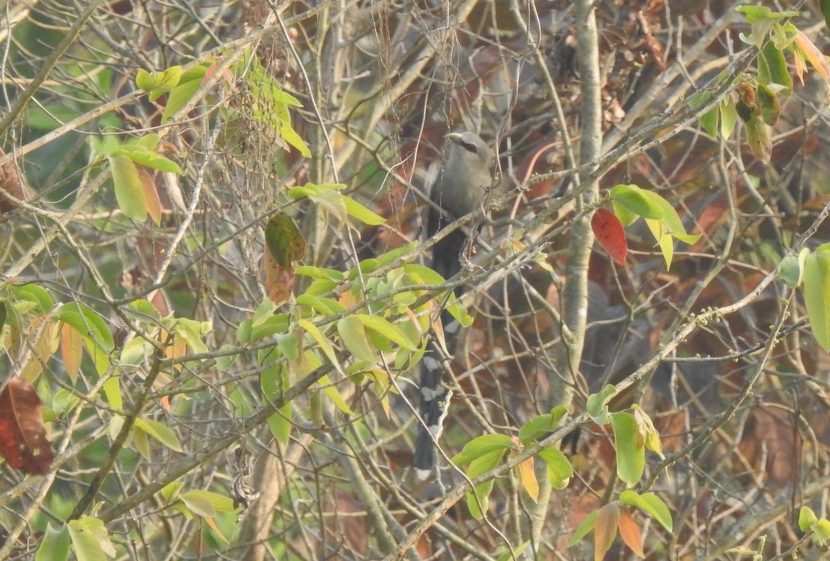 Green-billed Malkoha - ML615500342