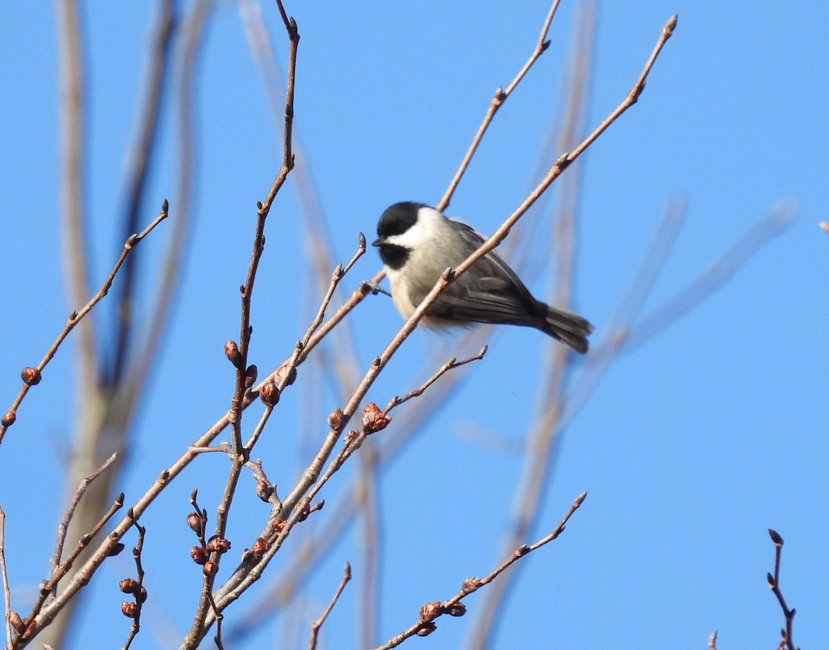 Carolina Chickadee - ML615500389