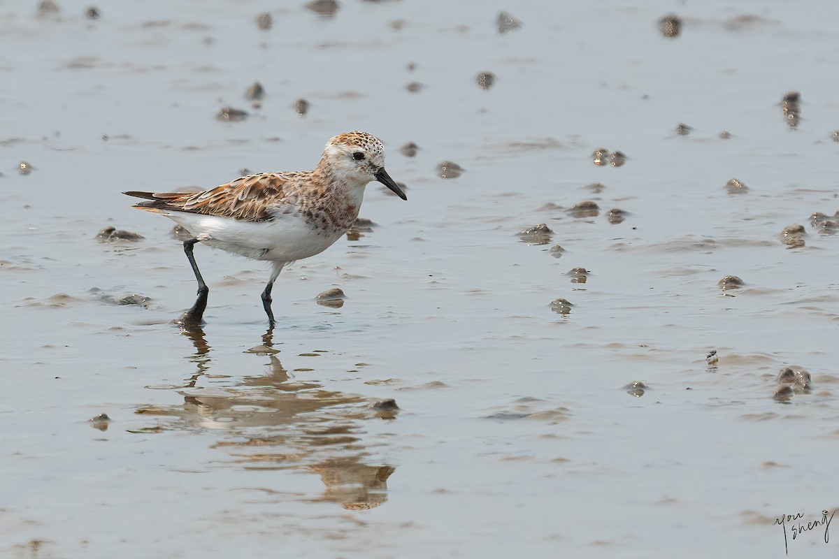 Little Stint - ML615500402