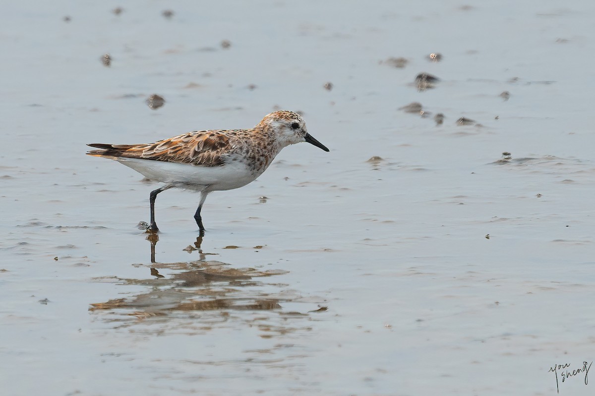 Little Stint - ML615500403