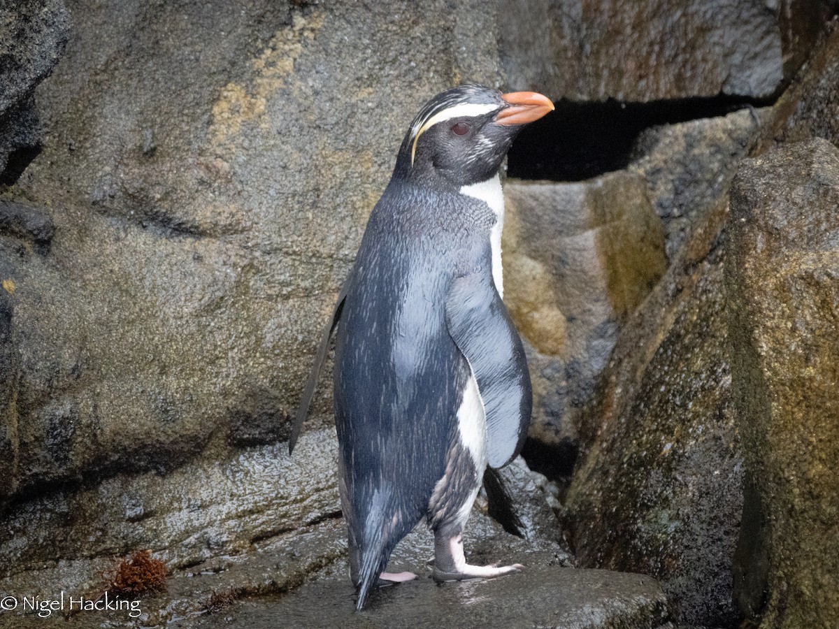 Fiordland Penguin - ML615500420