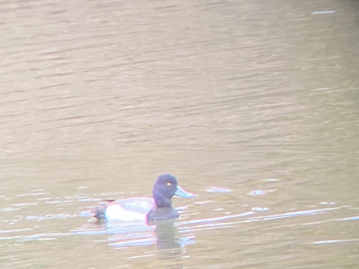 Lesser Scaup - ML615500428