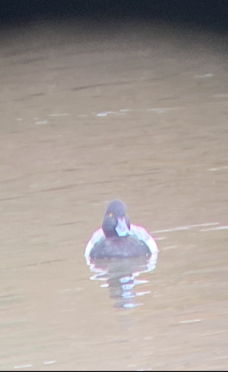 Lesser Scaup - ML615500429