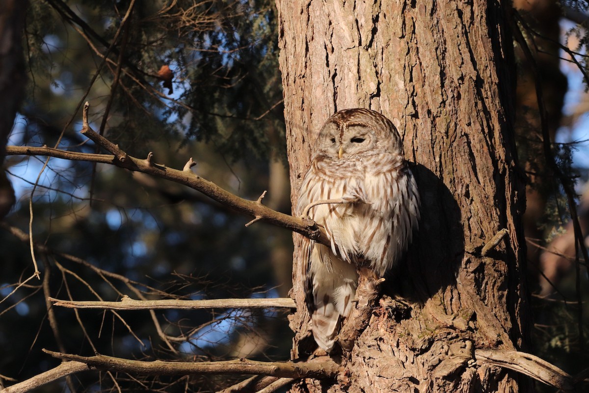 Barred Owl - ML615500442