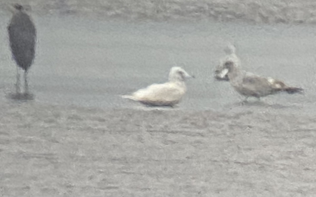 Glaucous Gull - ML615500473