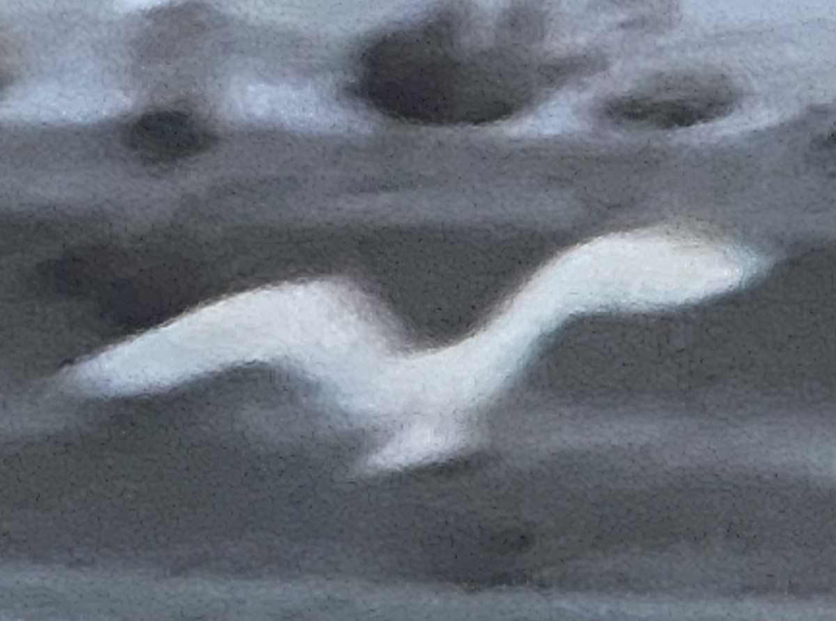 Glaucous Gull - ML615500476