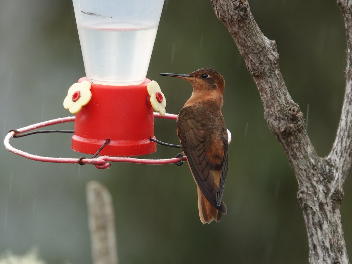 kolibřík duhovohřbetý - ML615500559