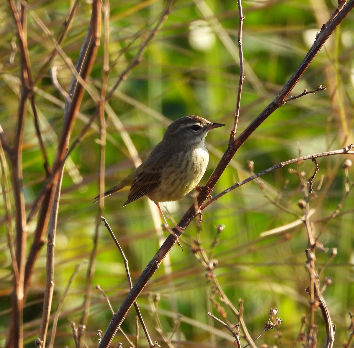 Palm Warbler - ML615500564