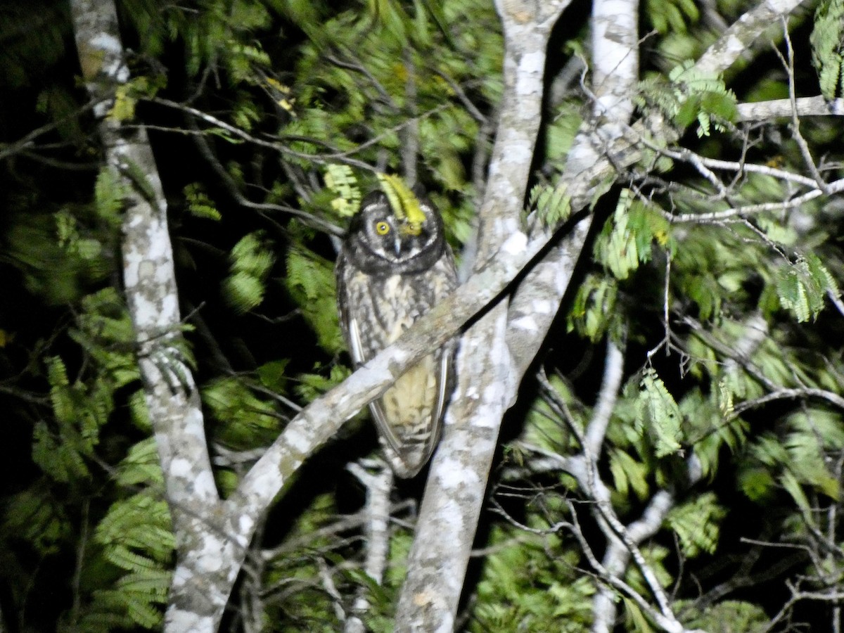 Stygian Owl - Jannaca Chick