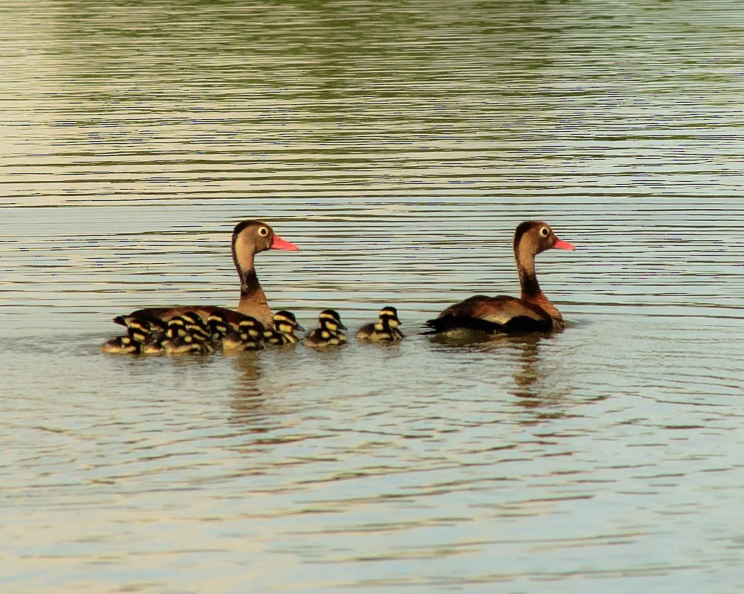 Black-bellied Whistling-Duck - ML615500581