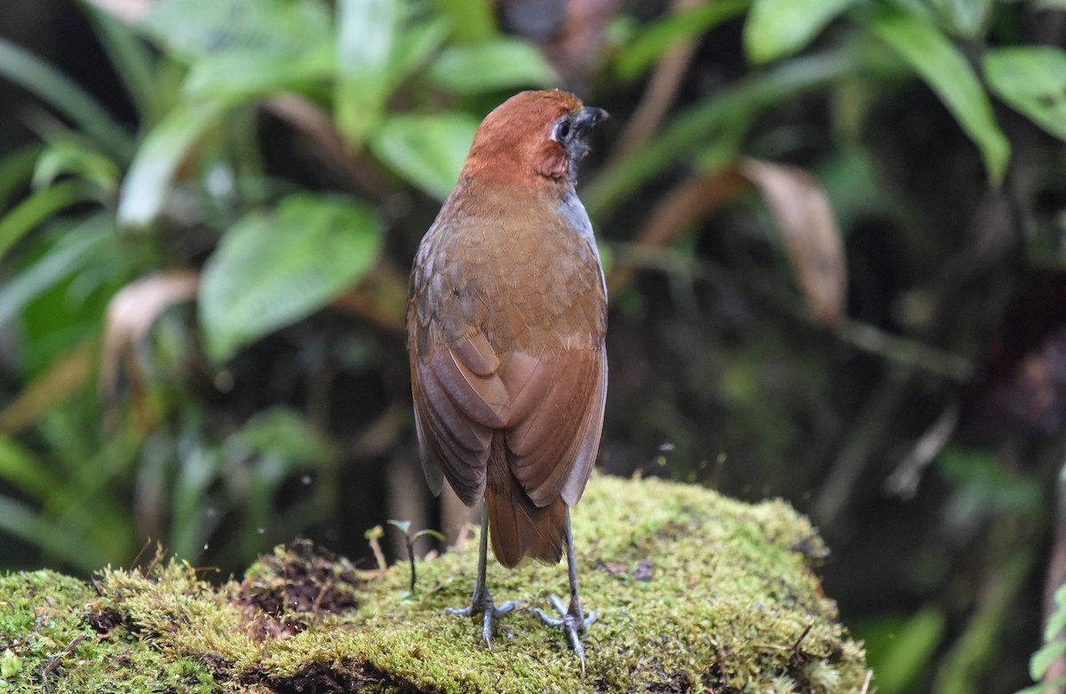 Chestnut-naped Antpitta - ML615500582