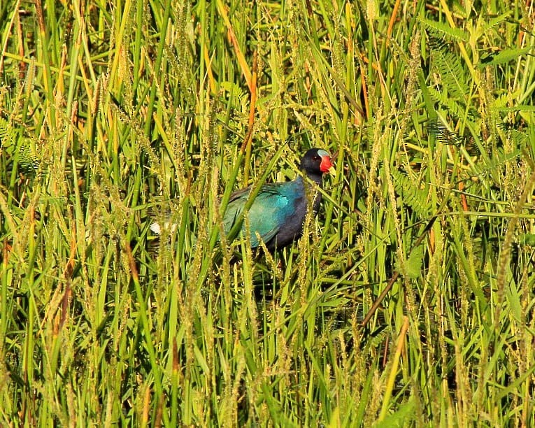 Purple Gallinule - ML615500593