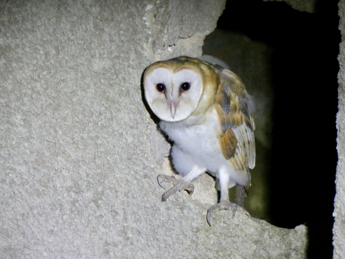 Barn Owl - ML615500604