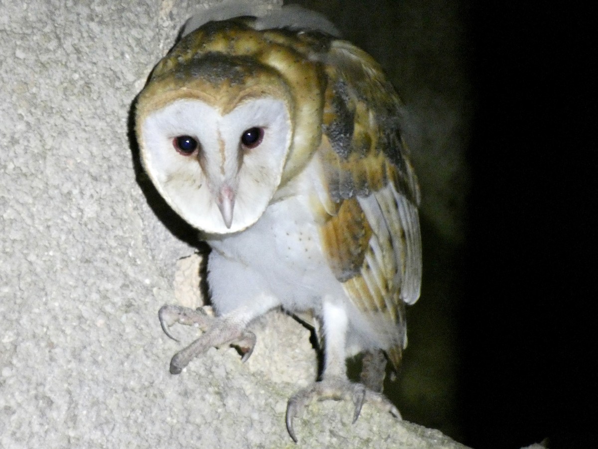 Barn Owl - ML615500605