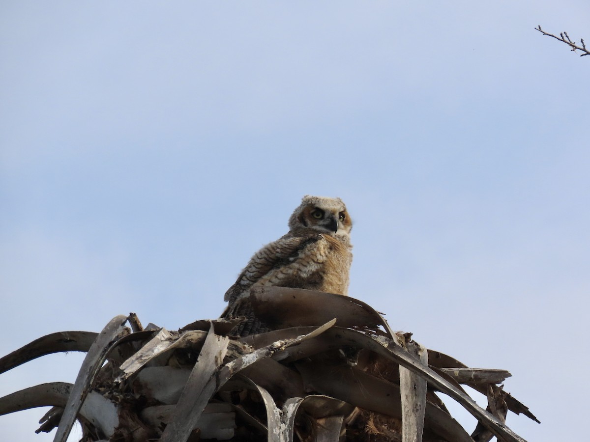 Great Horned Owl - ML615500646