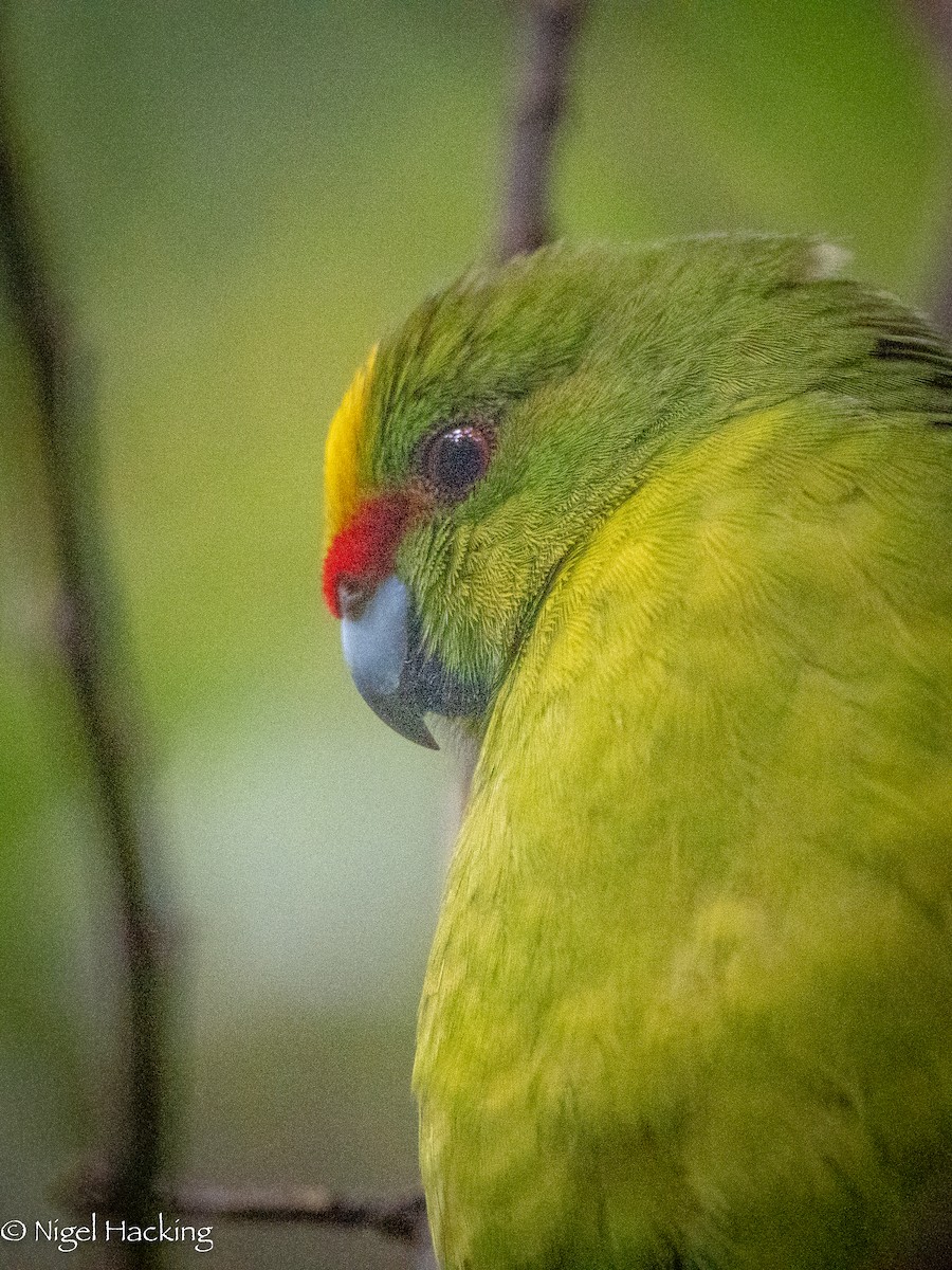 Yellow-crowned Parakeet - Nigel Hacking