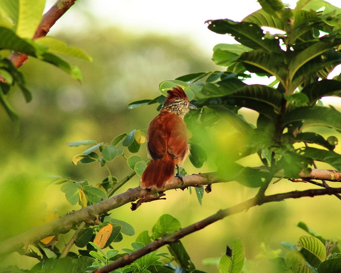 Barred Antshrike (Barred) - Tatiane Vieira