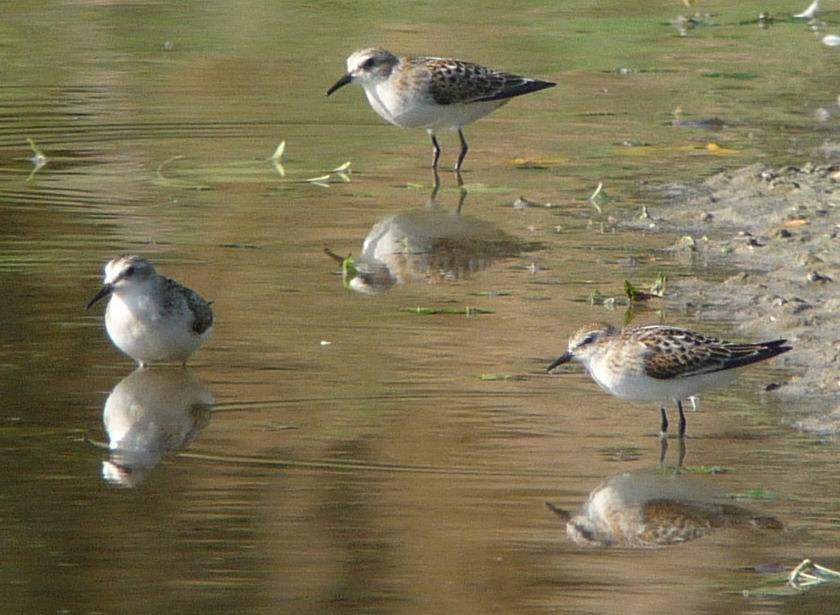 Little Stint - ML615500675