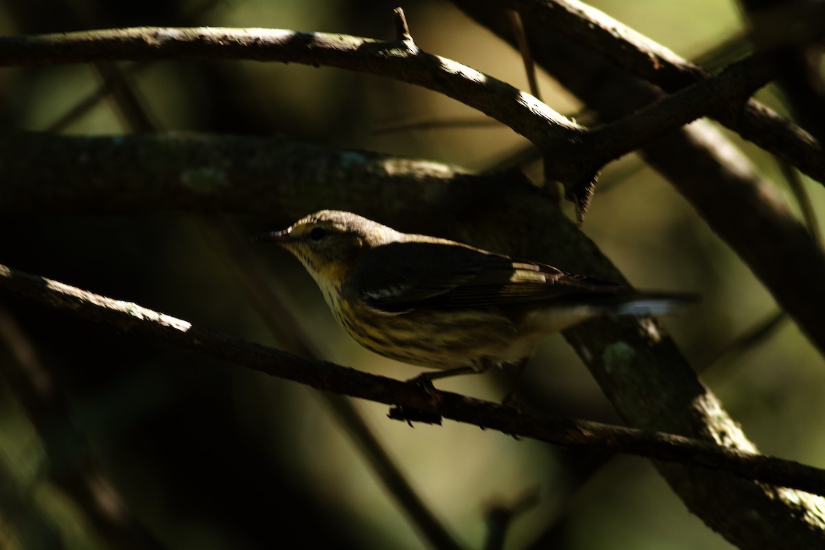 Cape May Warbler - Erik Groth-Andersen