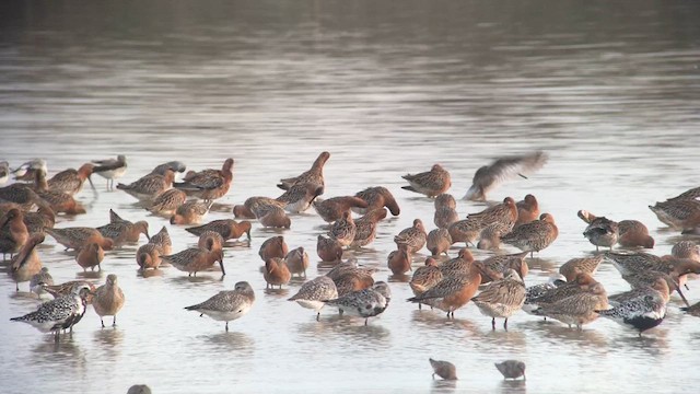 Asian Dowitcher - ML615500694