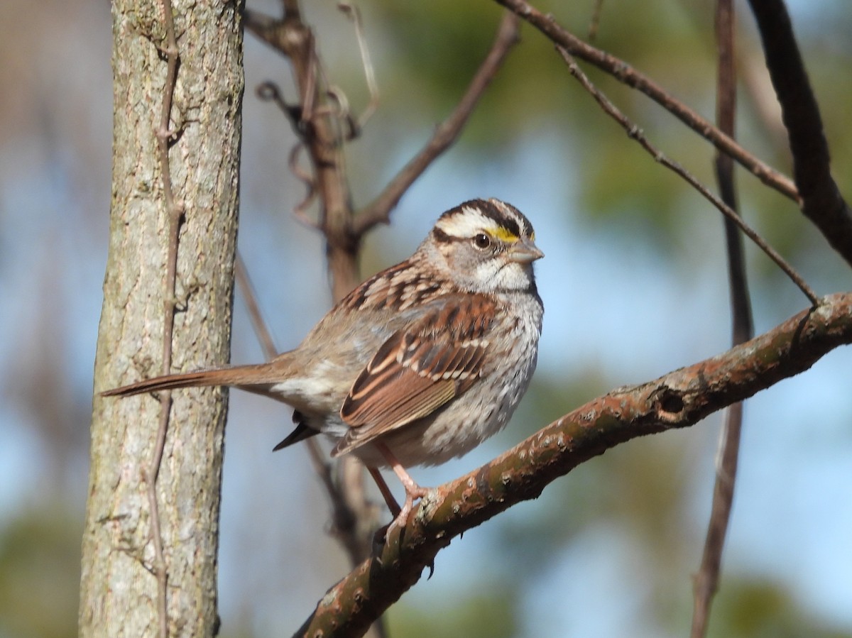 White-throated Sparrow - ML615500796