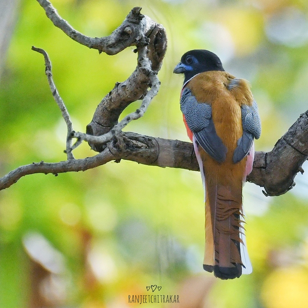 Malabar Trogon - ML615500863