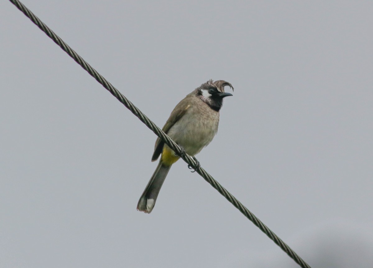 Bulbul à joues blanches - ML615500871