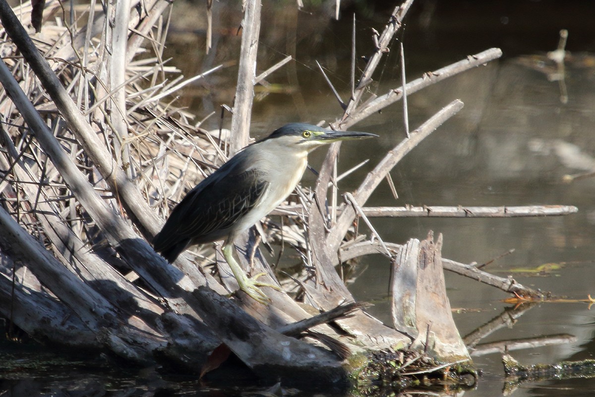 Striated Heron - VIJENDRA PRAKASH  PARMAR