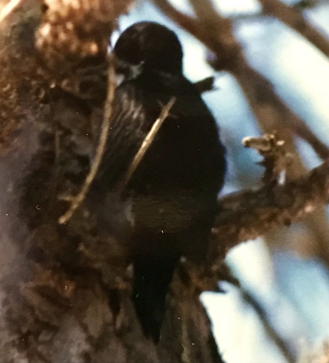 Black-backed Woodpecker - ML615500995