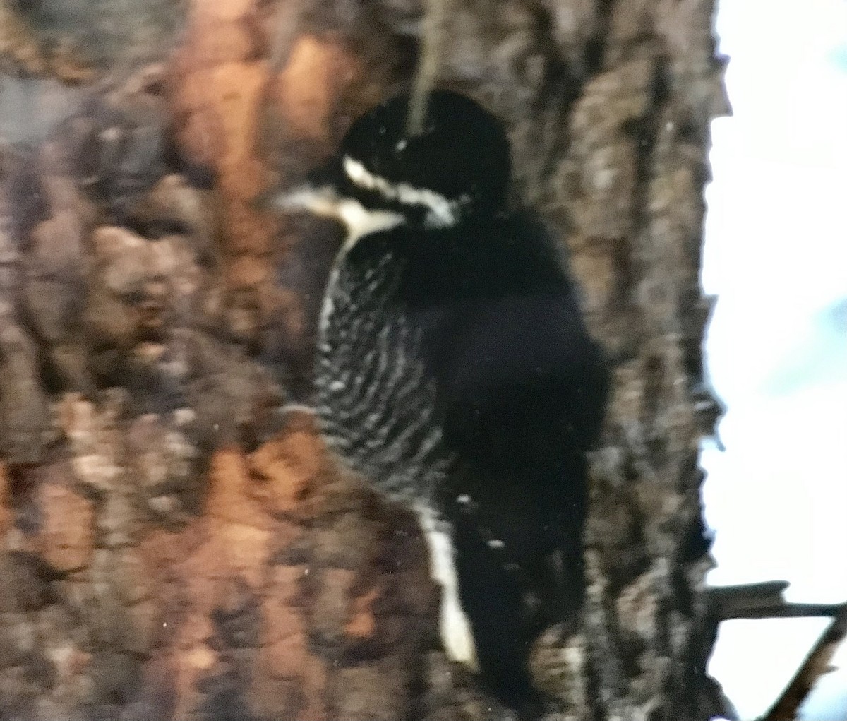 Black-backed Woodpecker - ML615500997