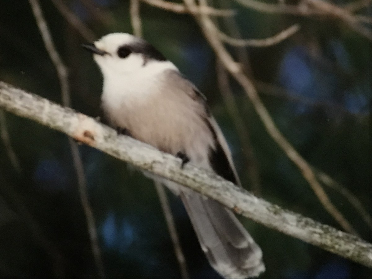 Canada Jay - ML615501042