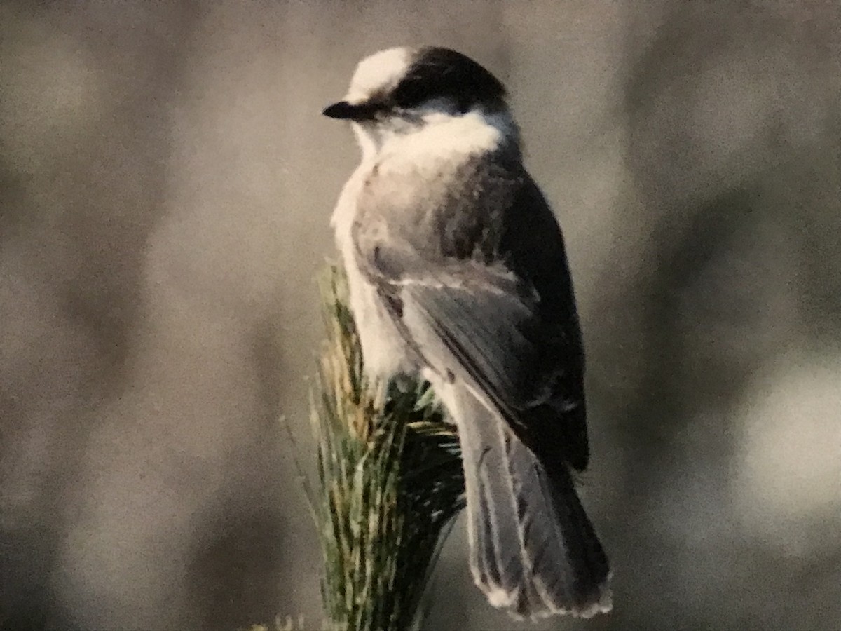 Canada Jay - ML615501043