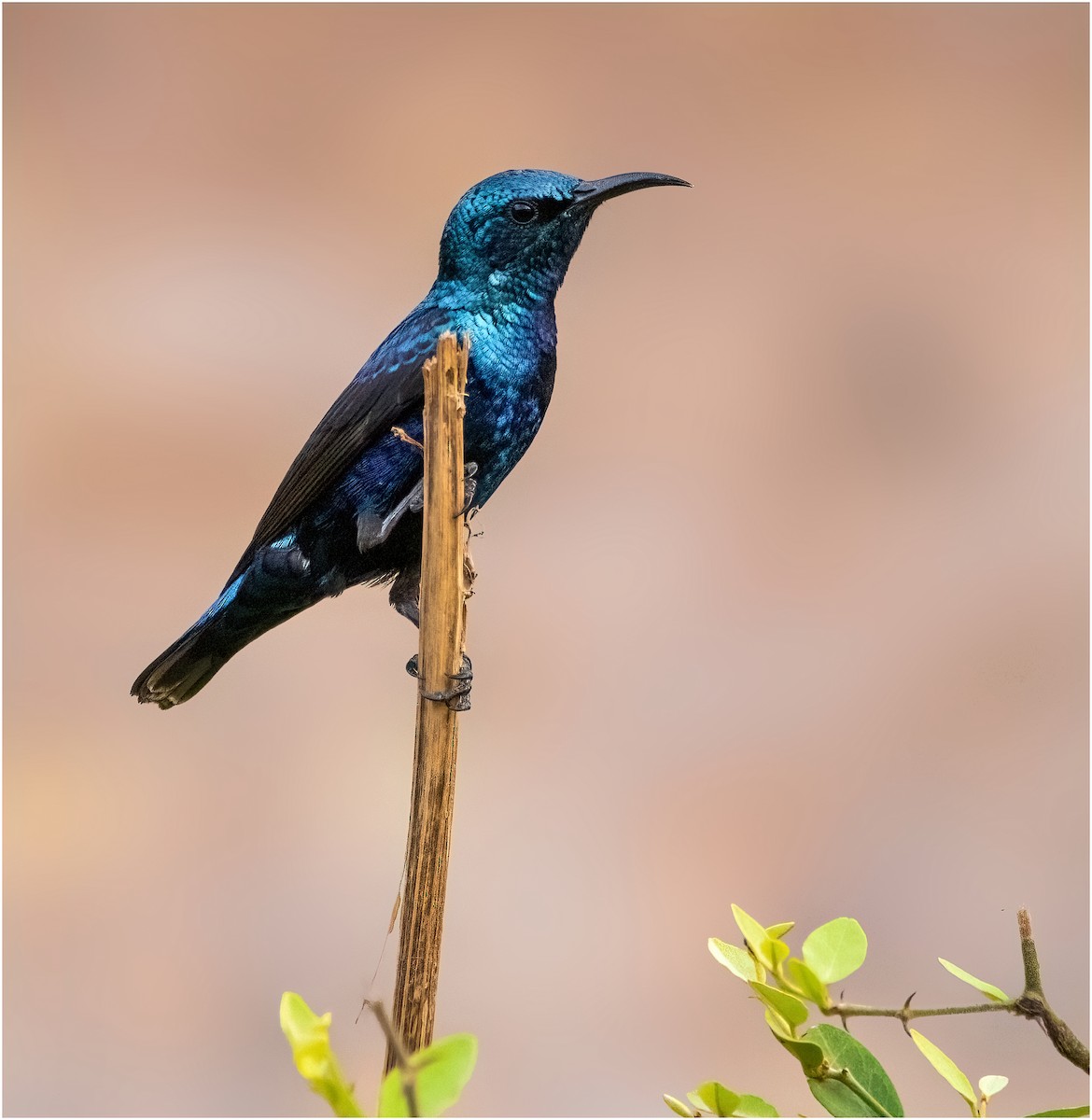 Purple Sunbird - Pradyumna Majumdar