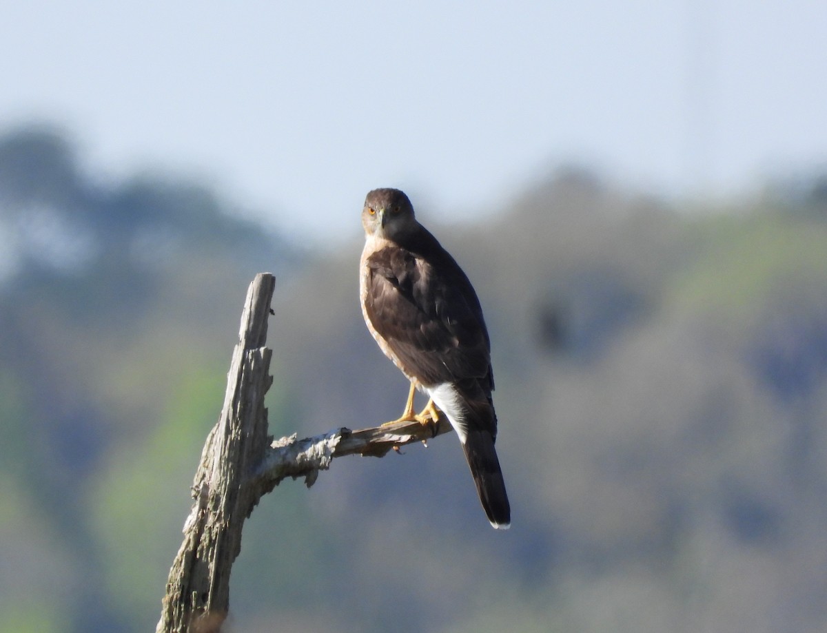 Northern Harrier - ML615501081