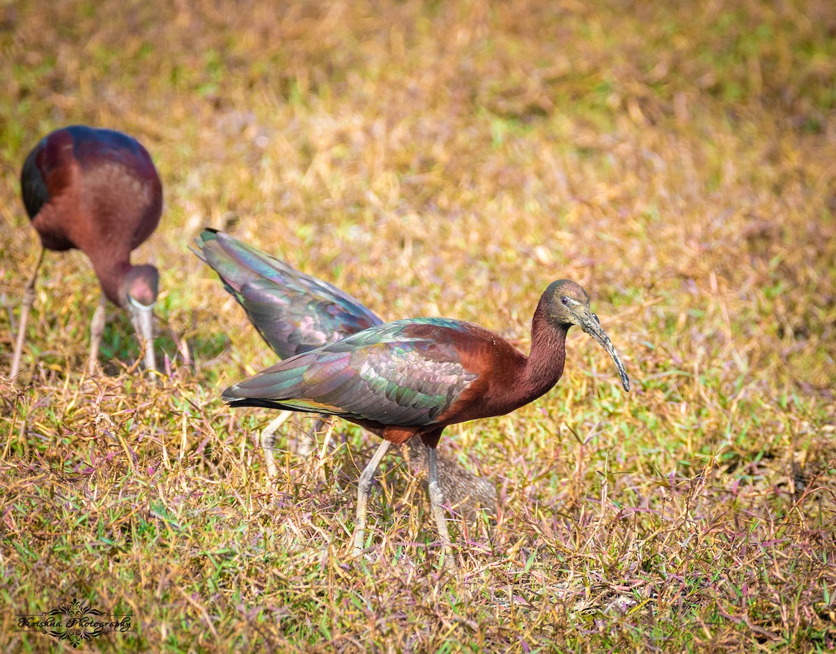 Glossy Ibis - Pradyumna Majumdar