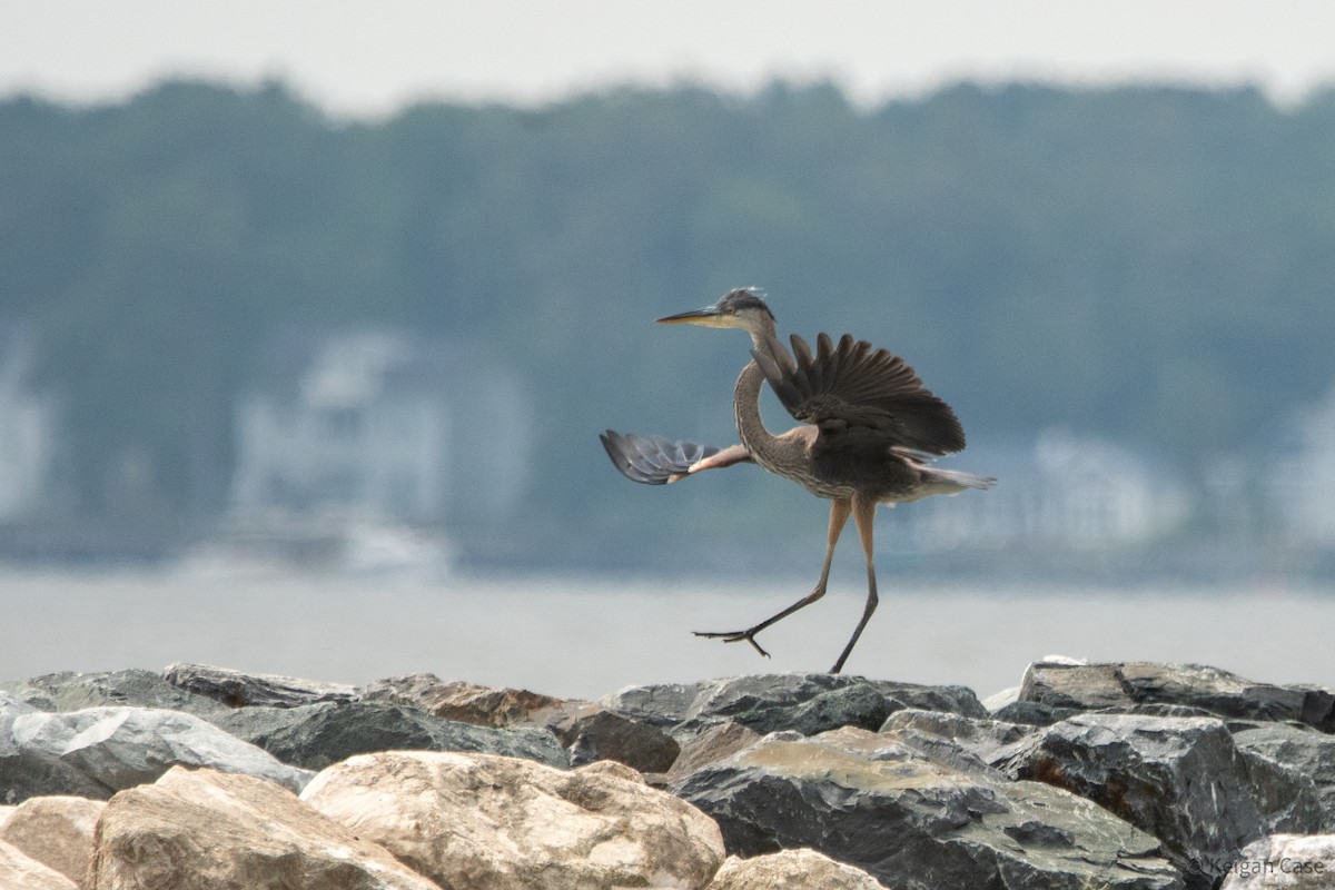 Great Blue Heron (Great Blue) - ML615501131