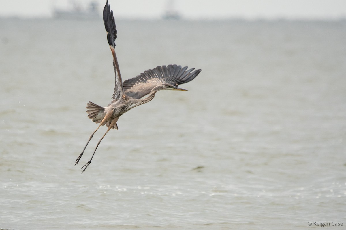 Great Blue Heron (Great Blue) - ML615501135