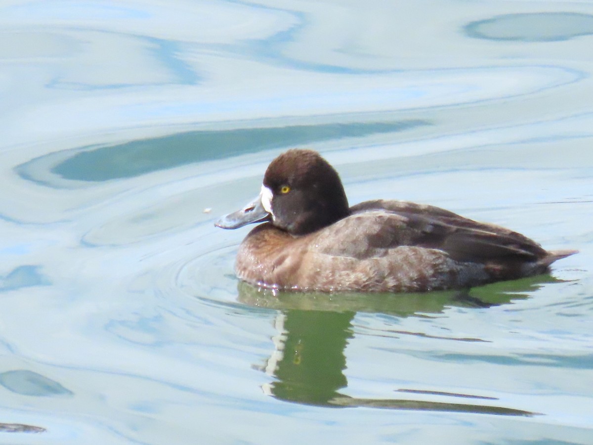 Lesser Scaup - ML615501140