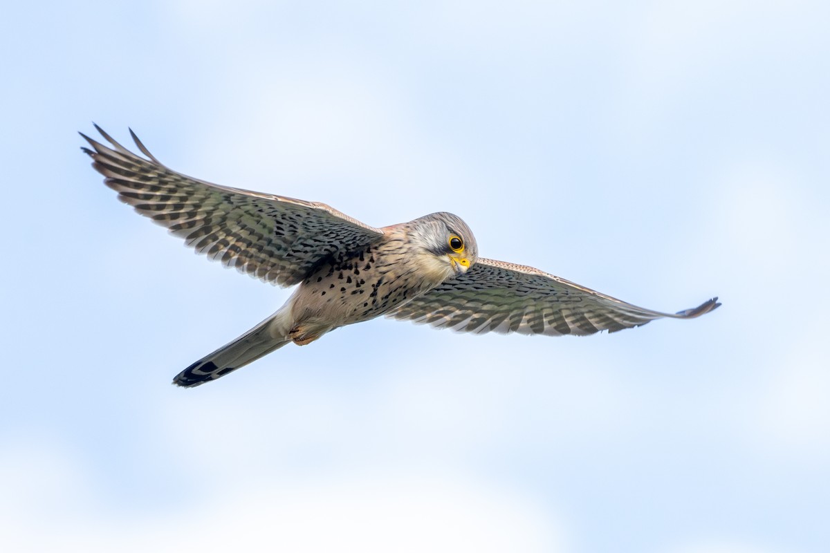 Eurasian Kestrel (Eurasian) - ML615501164