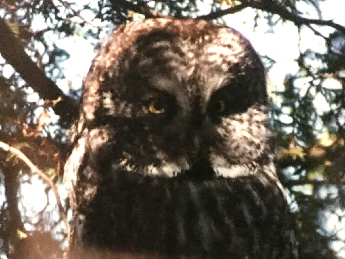 Great Gray Owl - ML615501180