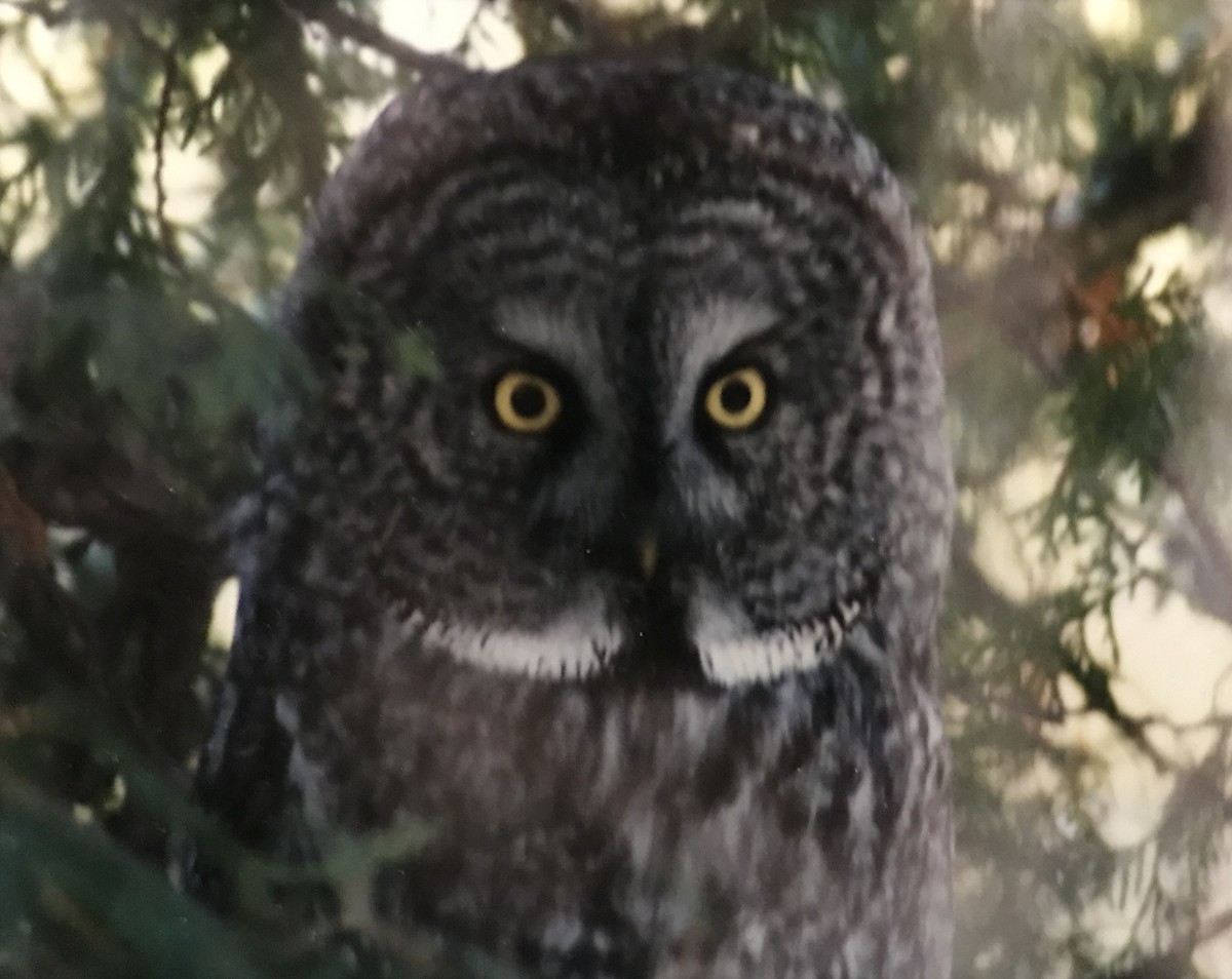 Great Gray Owl - ML615501181