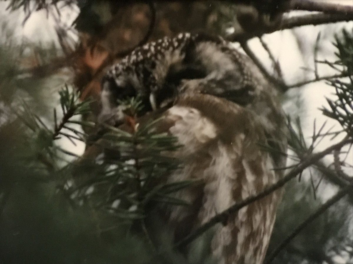 Boreal Owl - Jason Horn
