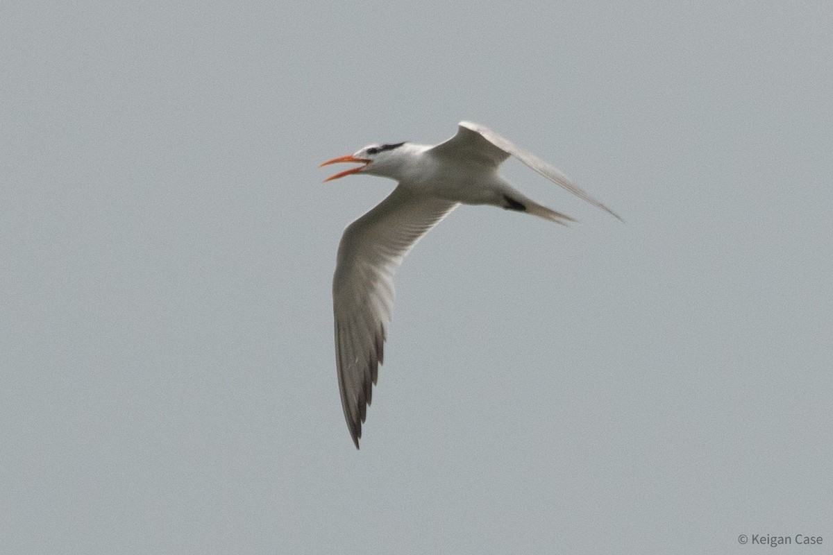 Royal Tern - ML615501238