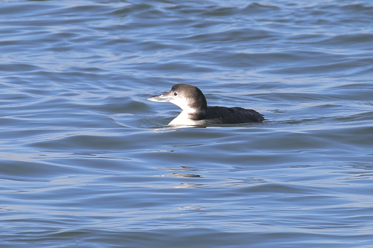 Common Loon - ML615501340