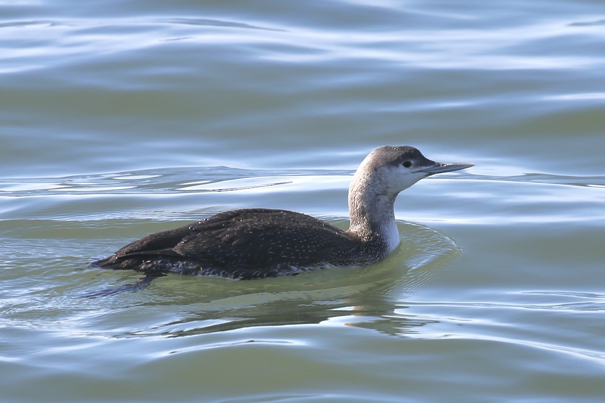 Red-throated Loon - ML615501411